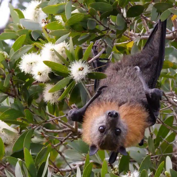 Bat Count