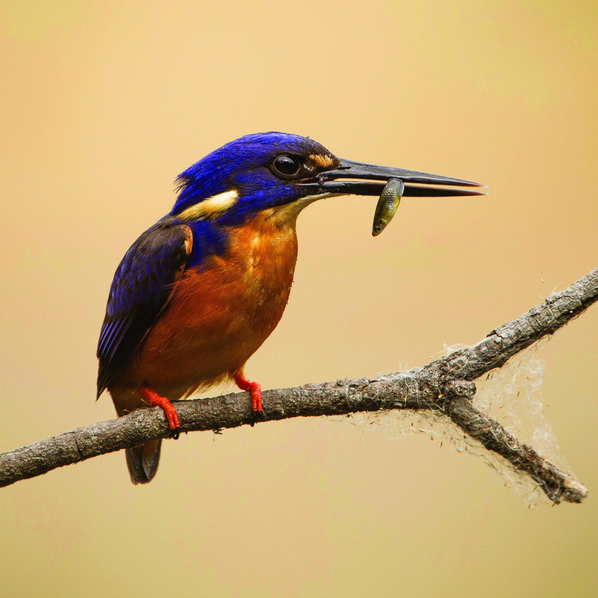 Azure Kingfisher by Matt Wright