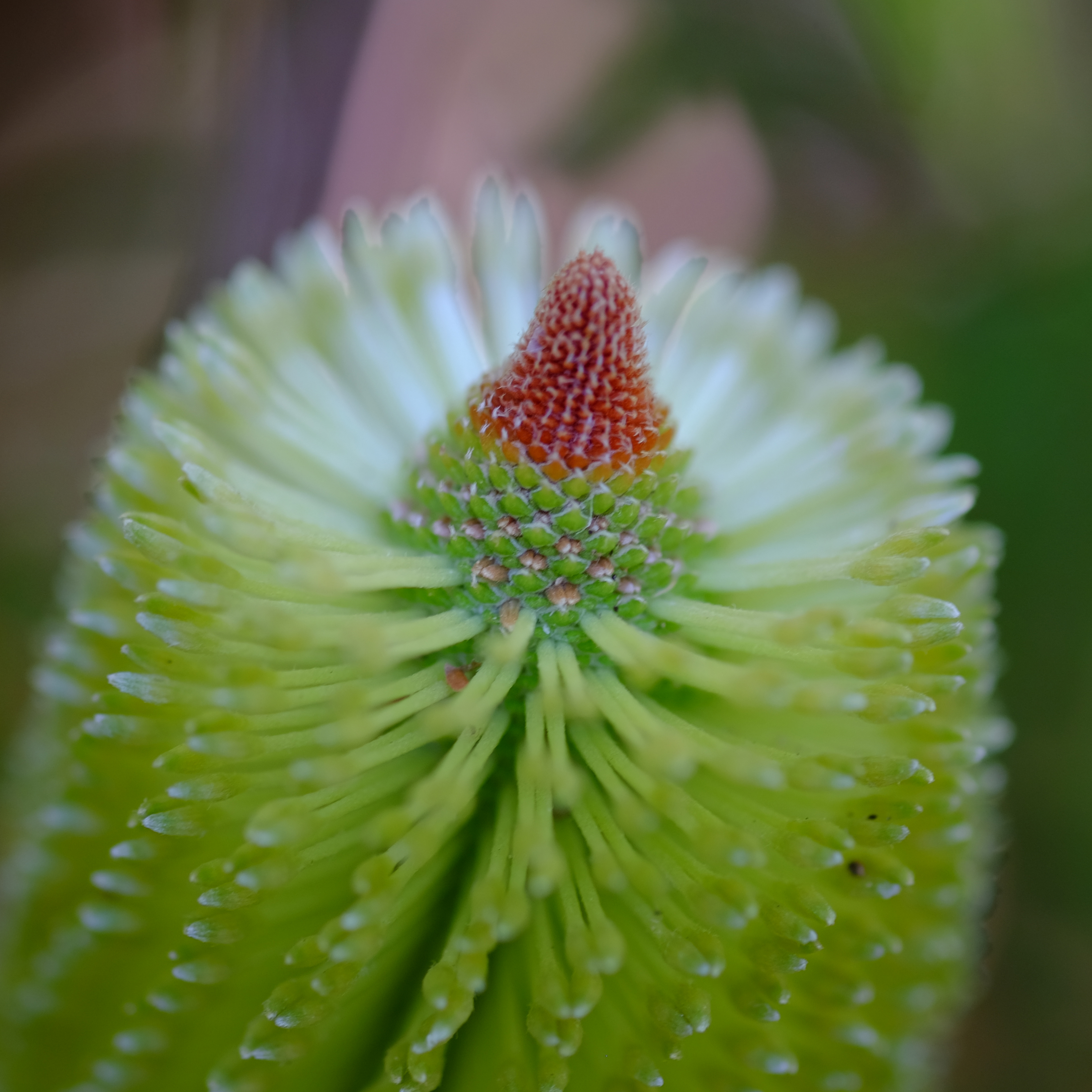 Banksia aemula at North Head by andrew scott