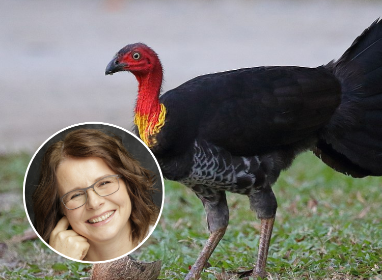 Photo of a brush turkey. Author photo of Dr Ann Goth