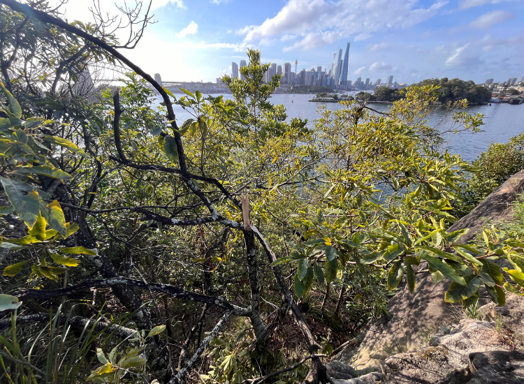 Destroyed bushland including snapped tree branches in the foreground, with Sydney Harbour in the background