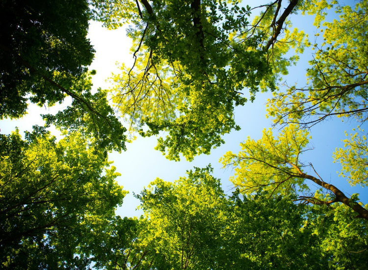 A photo of green tree canopy against blue sky, taken from underneath