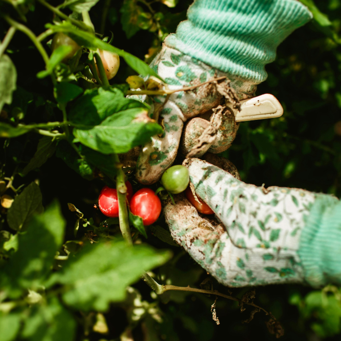 The Regenerative Kitchen Garden Series