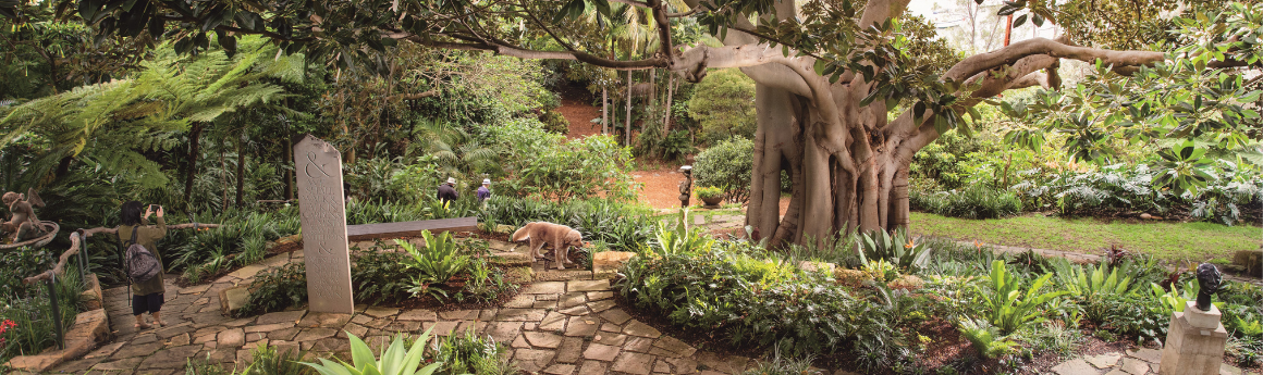 panorama of Wendy&#039;s garden with greenery and sandstone paving with a large fig tree to the right