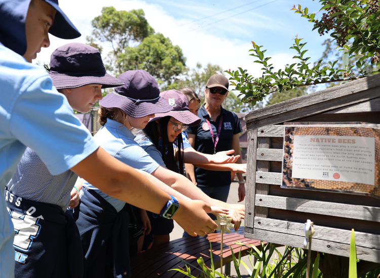 A group of children wearing school uniforms and hats, standing in a row and reaching towards a garden and wooden box with a sign that says &#039;Native Bees&#039; on it. A woman wearing a Coal Loader t-shirt looks on.