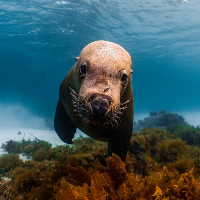Underwater close-up of a sea lion looking straight at the camera, swimming above a forest of seaweed